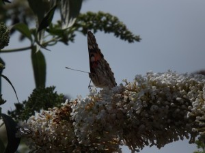 DSCF0188