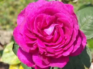 DSCF0196