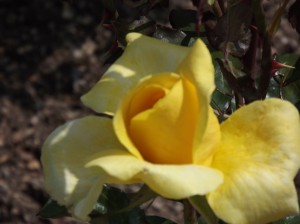 DSCF0197