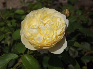 DSCF0202