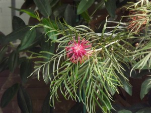 DSCF0232