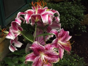 DSCF0236